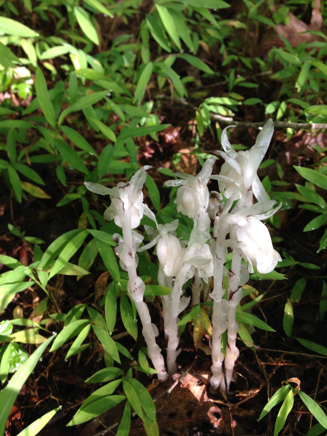 ghost flowers 2016