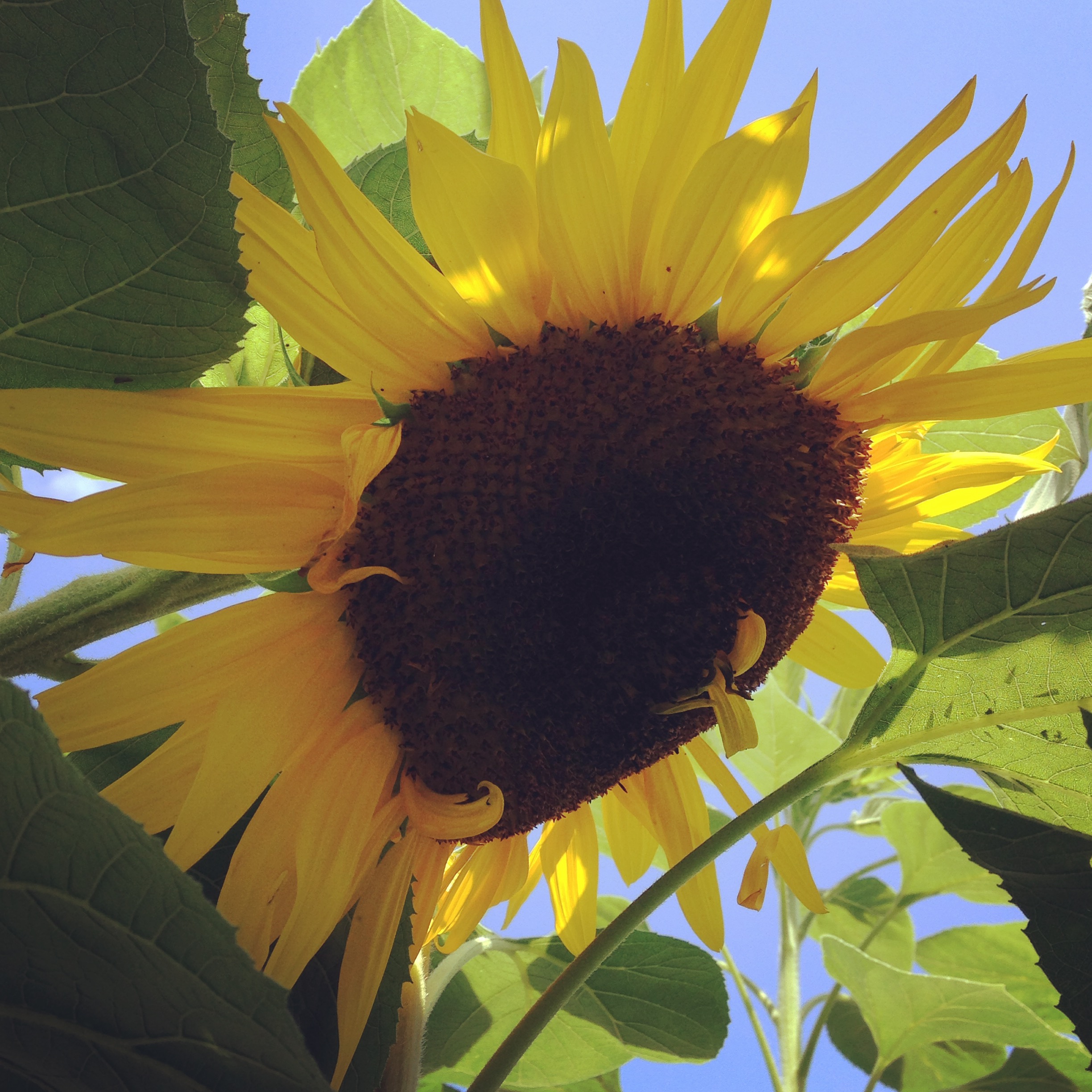 sunflower 2016